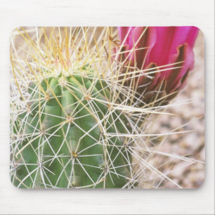 N.A., USA, AZ, Phoenix, Desert Botanical Mouse Pad