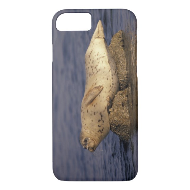 N.A., USA, California, Monterey.  Harbour Seal Case-Mate iPhone Case (Back)