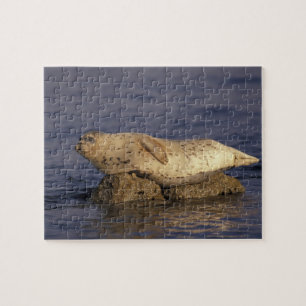N.A., USA, California, Monterey.  Harbour Seal Jigsaw Puzzle