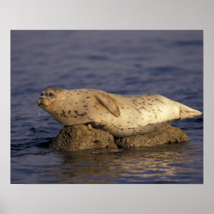 N.A., USA, California, Monterey.  Harbour Seal Poster