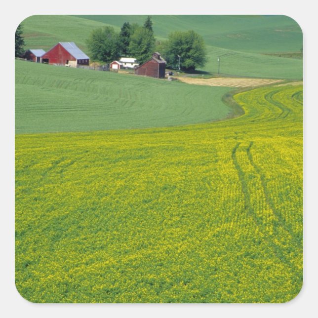 N.A., USA, Idaho, Latah County, near Genesee. Square Sticker (Front)