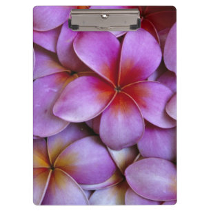 N.A., USA, Maui, Hawaii. Pink Plumeria blossoms. Clipboard