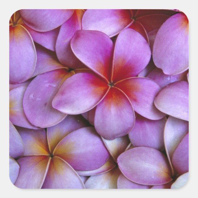 N.A., USA, Maui, Hawaii. Pink Plumeria blossoms. Square Sticker (Front)