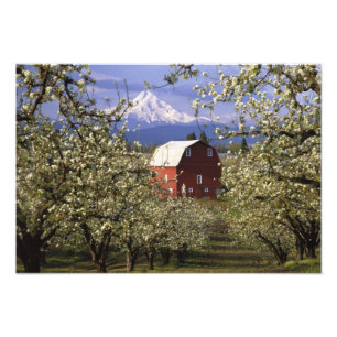 N.A., USA, Oregon, Hood River County. Red Photo Print