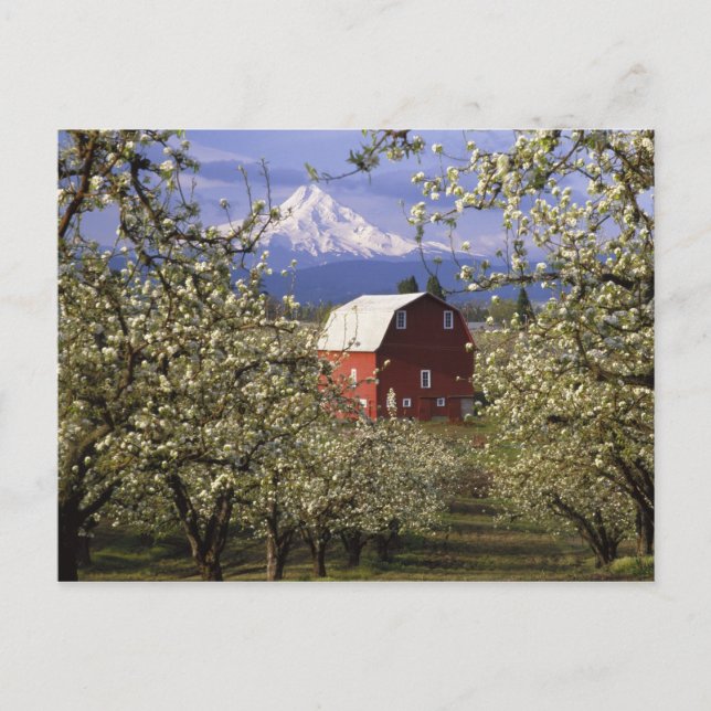 N.A., USA, Oregon, Hood River County. Red Postcard (Front)
