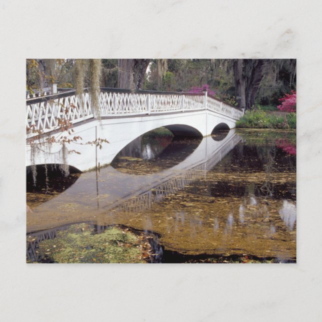 N.A., USA, South Carolina, Charleston.  Magnolia Postcard (Front)