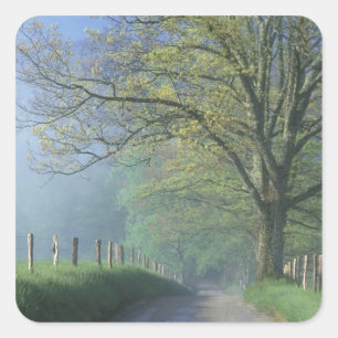 N.A., USA, Tennessee, Smokey Mts. National Park, Square Sticker