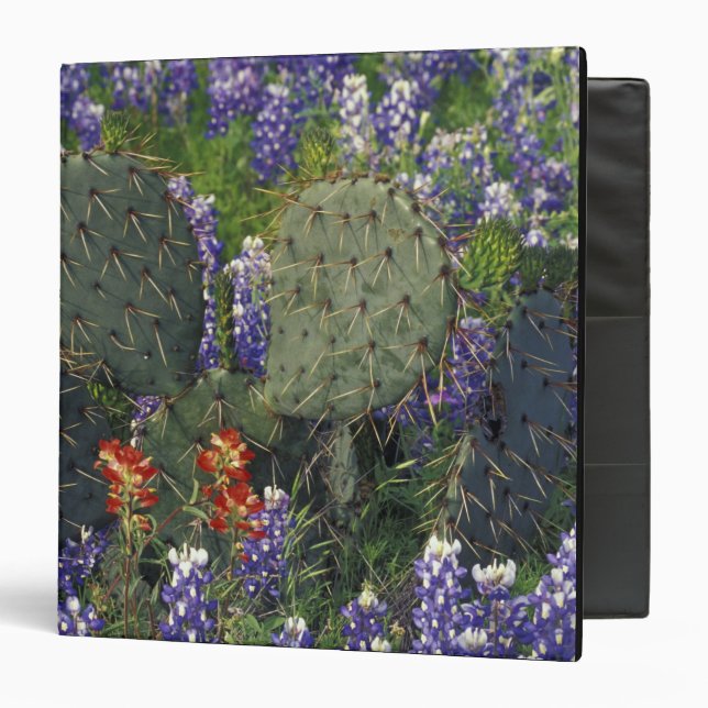 N.A., USA, Texas, Cactus surrounded by Binder (Front/Inside)