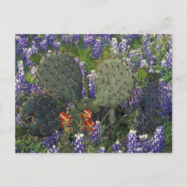 N.A., USA, Texas, Cactus surrounded by Postcard (Front)