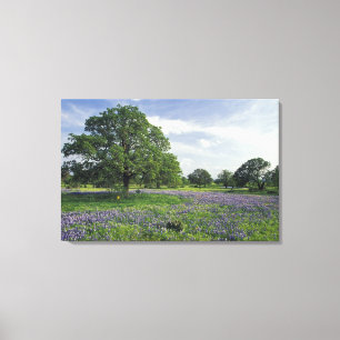 N.A, USA, Texas, Lake Buchanan, Oaks and Blue Canvas Print