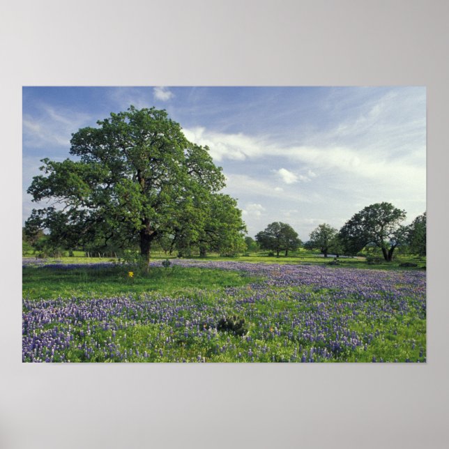 N.A, USA, Texas, Lake Buchanan, Oaks and Blue Poster (Front)