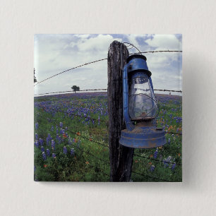 N.A., USA, Texas, Llano, Blue Lantern, Oak tree 2 Inch Square Button