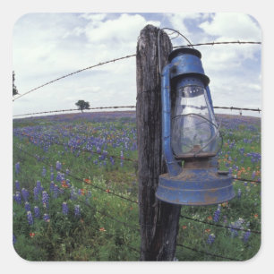 N.A., USA, Texas, Llano, Blue Lantern, Oak tree Square Sticker