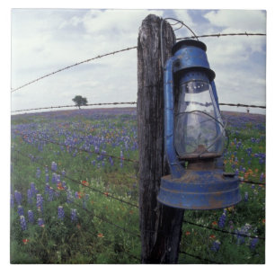 N.A., USA, Texas, Llano, Blue Lantern, Oak tree Tile