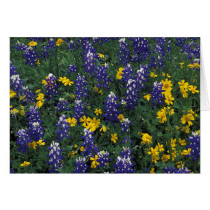 N.A, USA, Texas, Marble Falls, Blue Bonnets