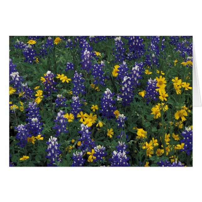 N.A, USA, Texas, Marble Falls, Blue Bonnets (Front Horizontal)