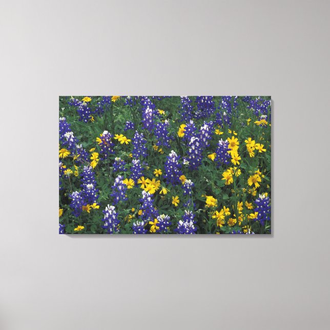 N.A, USA, Texas, Marble Falls, Blue Bonnets Canvas Print (Front)