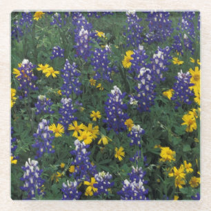 N.A, USA, Texas, Marble Falls, Blue Bonnets Glass Coaster