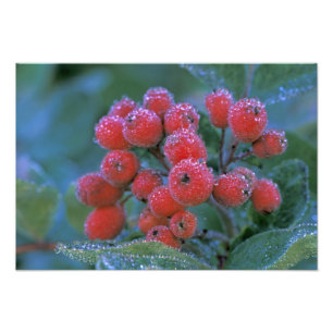 N.A., USA, Washington, Mt. Rainier National 3 Photo Print