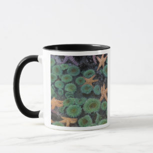 N.A., USA, Washington, Olympic National Park Mug