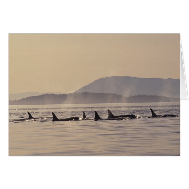 N.A., USA, Washington, San Juan Islands Orca (Front Horizontal)