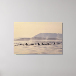 N.A., USA, Washington, San Juan Islands Orca Canvas Print