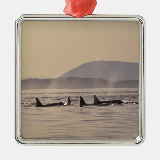N.A., USA, Washington, San Juan Islands Orca Metal Ornament (Front)