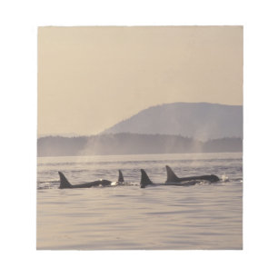 N.A., USA, Washington, San Juan Islands Orca Notepad