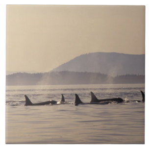 N.A., USA, Washington, San Juan Islands Orca Tile