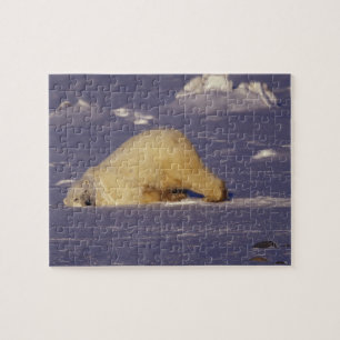 NA, Canada, Manitoba, Churchill, Polar bear Jigsaw Puzzle