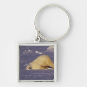 NA, Canada, Manitoba, Churchill, Polar bear Keychain