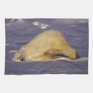 NA, Canada, Manitoba, Churchill, Polar bear Kitchen Towel