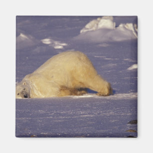 NA, Canada, Manitoba, Churchill, Polar bear Magnet