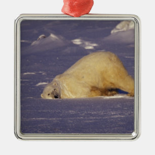 NA, Canada, Manitoba, Churchill, Polar bear Metal Ornament