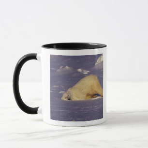 NA, Canada, Manitoba, Churchill, Polar bear Mug