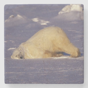 NA, Canada, Manitoba, Churchill, Polar bear Stone Coaster