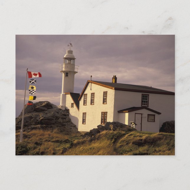 NA, Canada, Newfoundland, Lobster Cove. Lobster Postcard (Front)