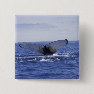 NA, Canada, Newfoundland, Trinity Bay. Humpback 2 Inch Square Button