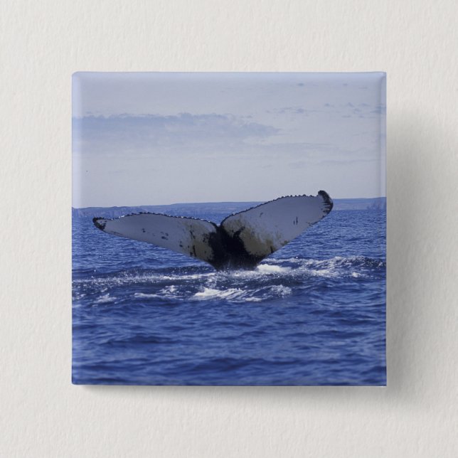 NA, Canada, Newfoundland, Trinity Bay. Humpback 2 Inch Square Button (Front)