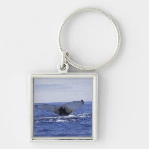 NA, Canada, Newfoundland, Trinity Bay. Humpback Keychain