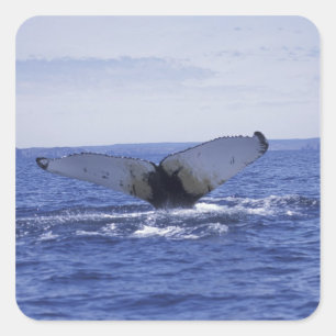 NA, Canada, Newfoundland, Trinity Bay. Humpback Square Sticker