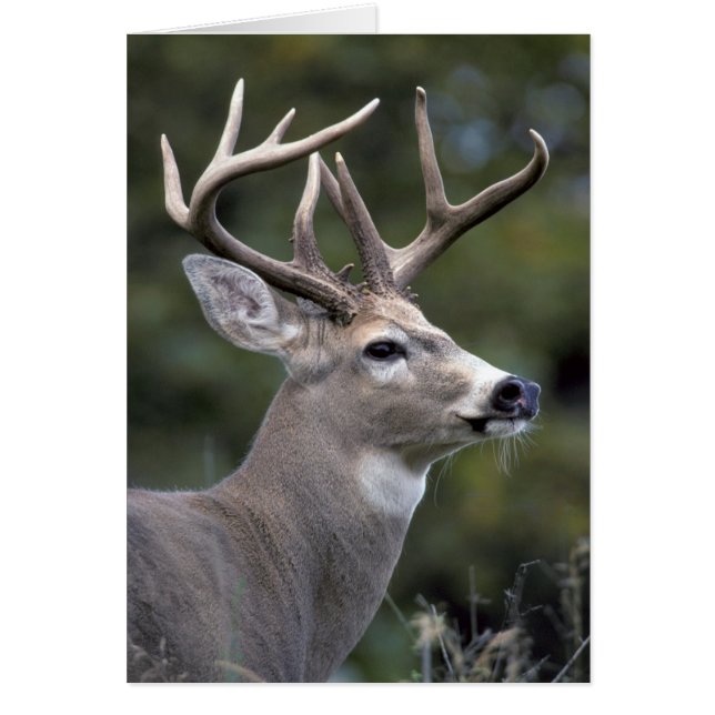 NA, États-Unis, État de Washington, cerf de Virgin (Devant)