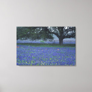 NA, Texas, Devine, Oak and blue bonnets Canvas Print