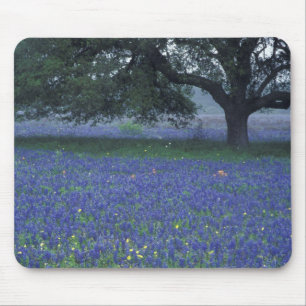 NA, Texas, Devine, Oak and blue bonnets Mouse Pad
