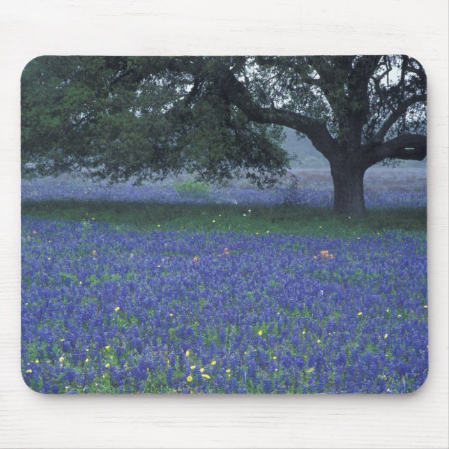 NA, Texas, Devine, Oak and blue bonnets Mouse Pad (Front)