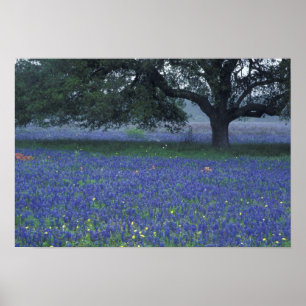 NA, Texas, Devine, Oak and blue bonnets Poster