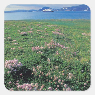 NA, USA, Alaska, Aleutian Island, Scenic with Square Sticker
