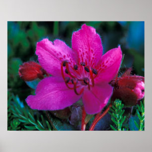 NA, USA, Alaska, Aleutian Islands, Wildflowers Poster