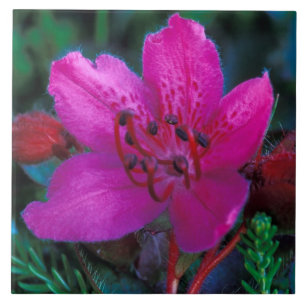 NA, USA, Alaska, Aleutian Islands, Wildflowers Tile