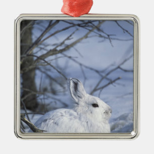 NA, USA, Alaska. Arctic National Wildlife Metal Ornament